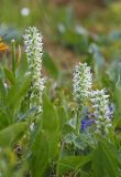 Lagotis integrifolia