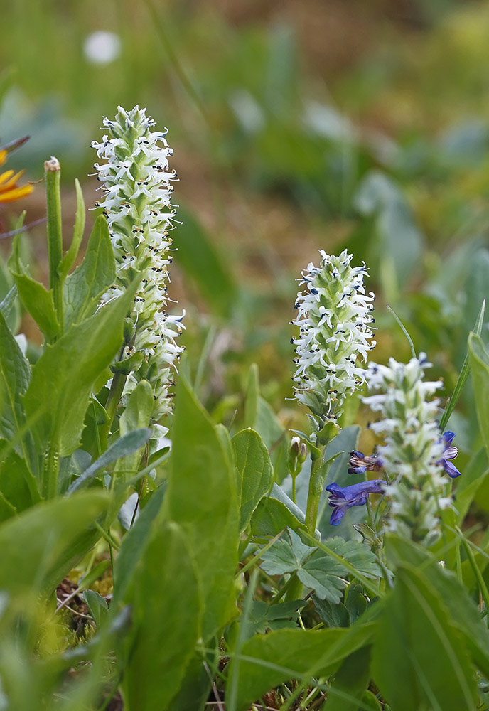 Изображение особи Lagotis integrifolia.
