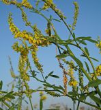 Melilotus officinalis