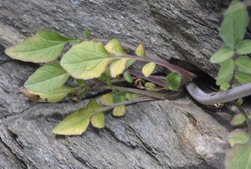 Image of Valeriana dioscoridis specimen.