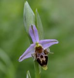 Ophrys oestrifera. Цветок. Греция, Халкидики, окр. с. Метангици (Μεταγγίτσι, Χαλκιδική). 04.06.2015.