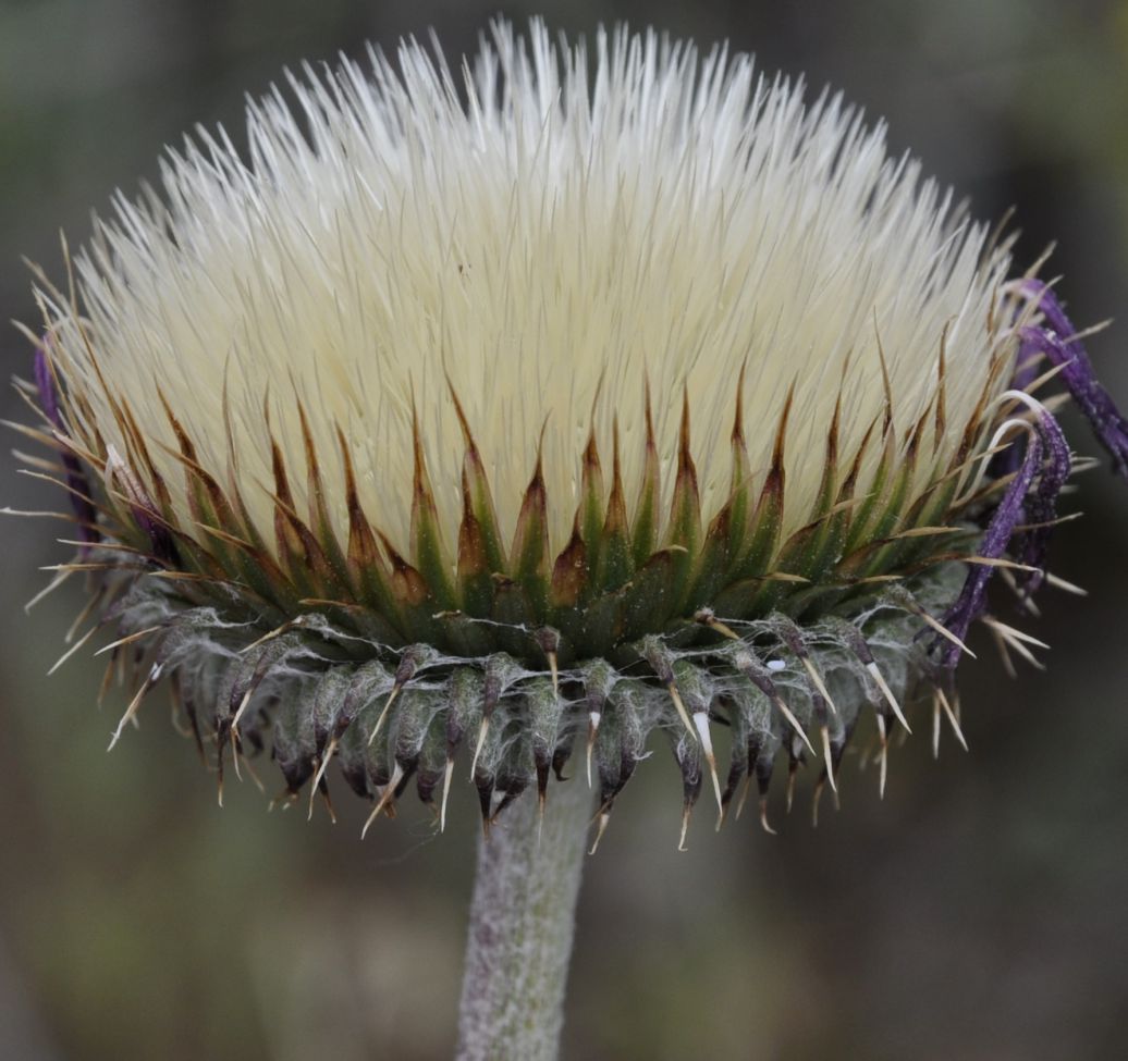 Image of Jurinea mollis specimen.