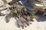 Euphorbia monostyla