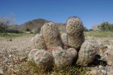 Coryphantha alversonii. Вегетирующее растение. США, Калифорния, Joshua Tree National Park, пустыня Колорадо. 01.03.2017.