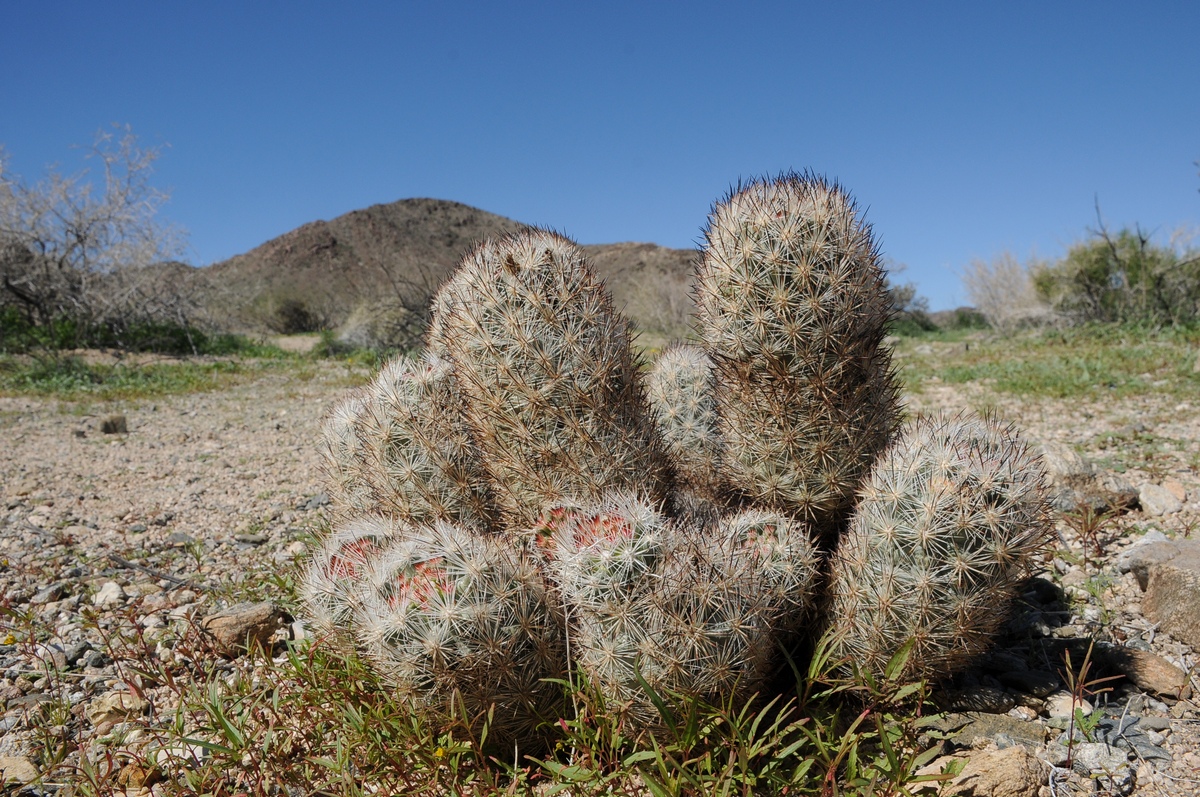 Изображение особи Coryphantha alversonii.