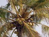 Cocos nucifera