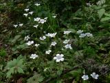 Cerastium pauciflorum