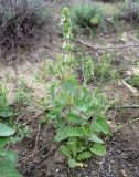 Salvia intercedens