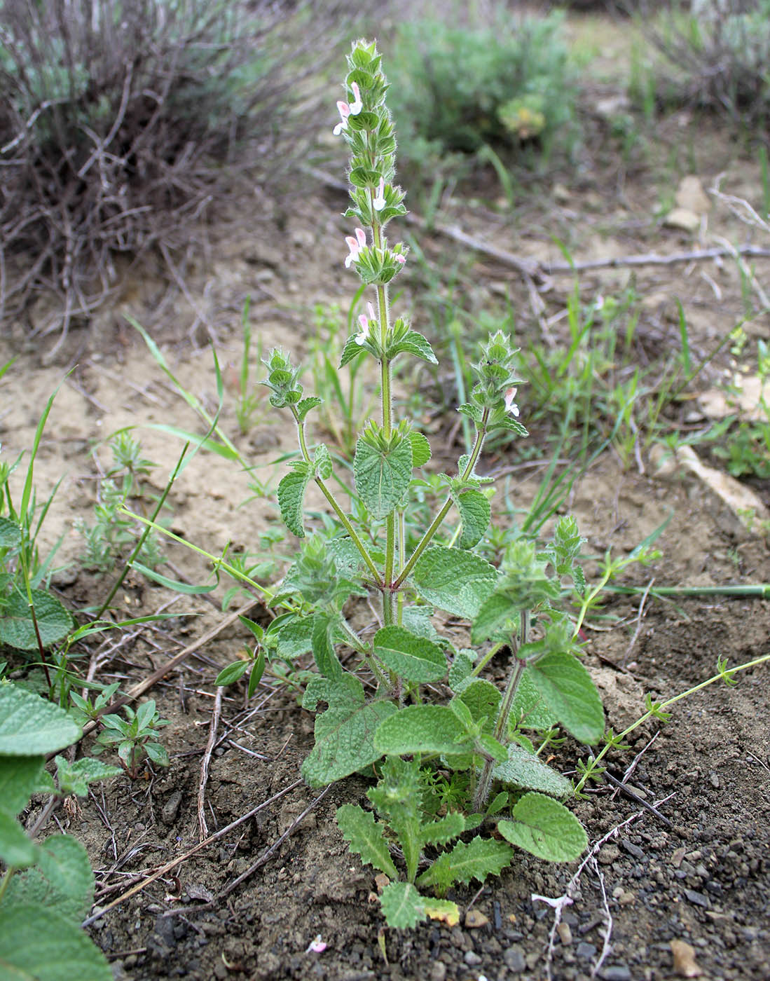 Image of Salvia intercedens specimen.