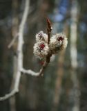 Populus tremula