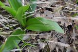 Orchis purpurea ssp. caucasica