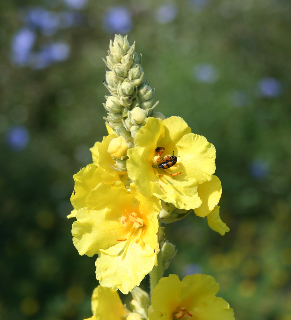 Изображение особи Verbascum phlomoides.