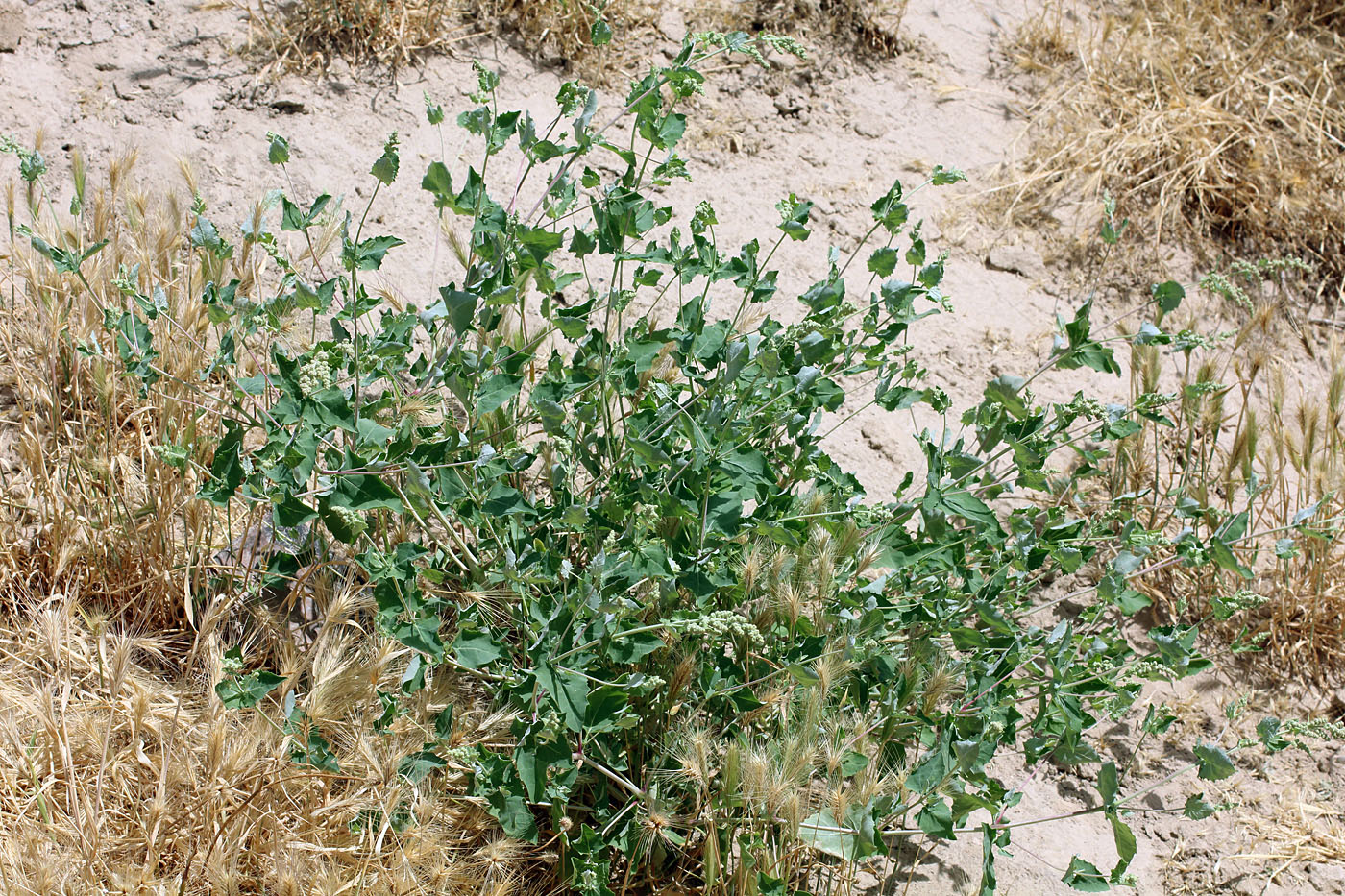 Изображение особи Atriplex flabellum.