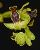Ophrys lutea ssp. galilaea