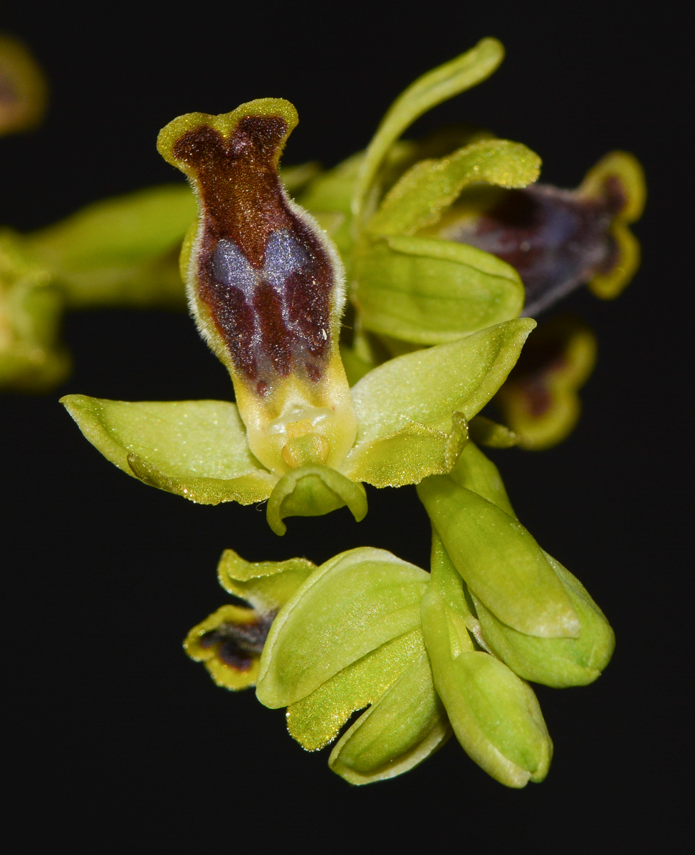 Изображение особи Ophrys lutea ssp. galilaea.