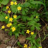 Ranunculus