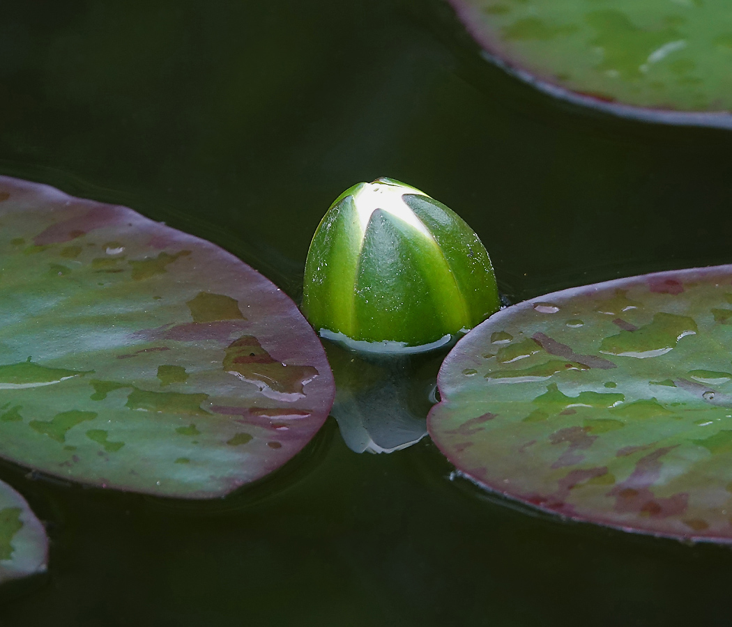 Изображение особи Nymphaea candida.