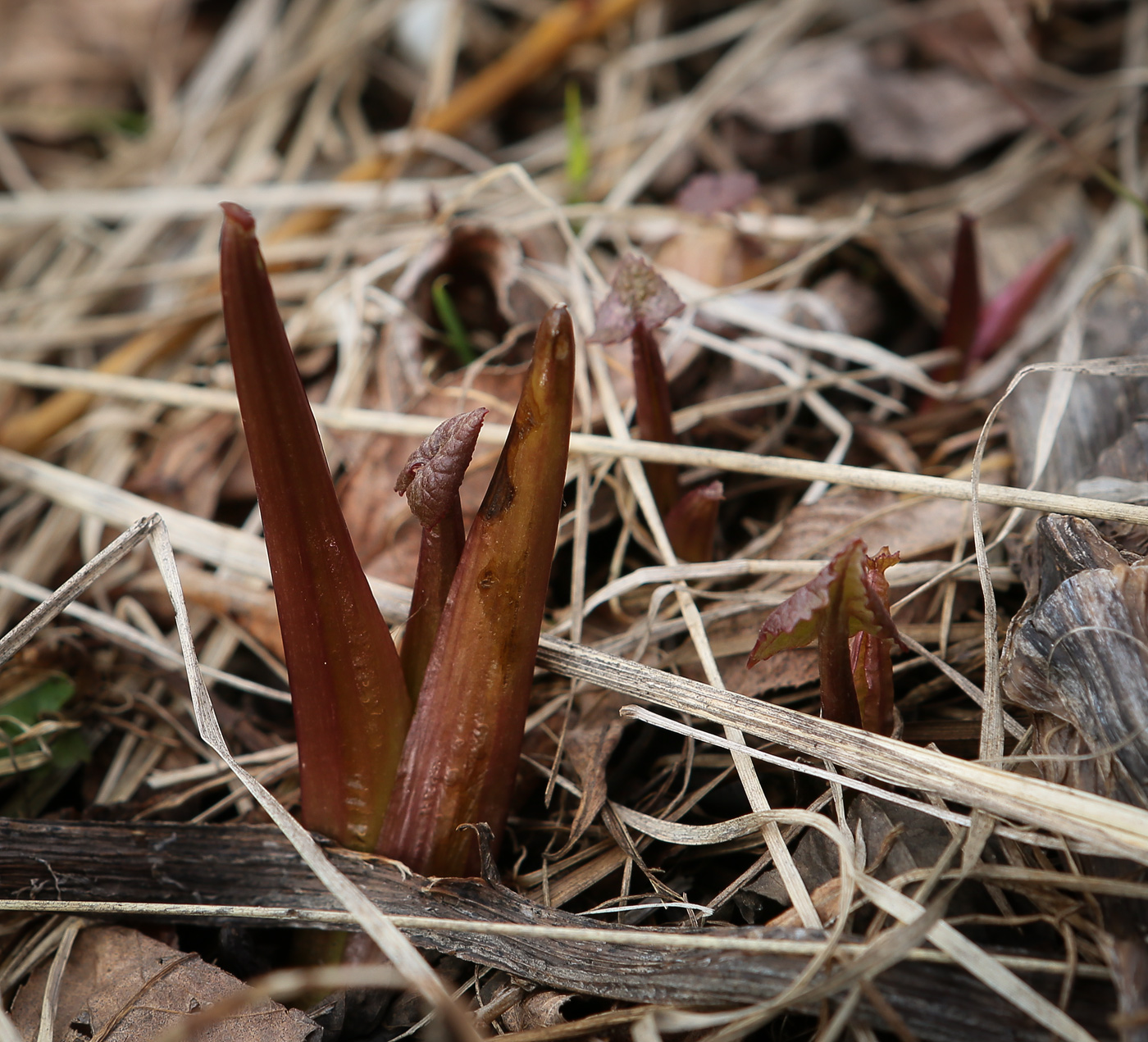 Image of Petasites spurius specimen.