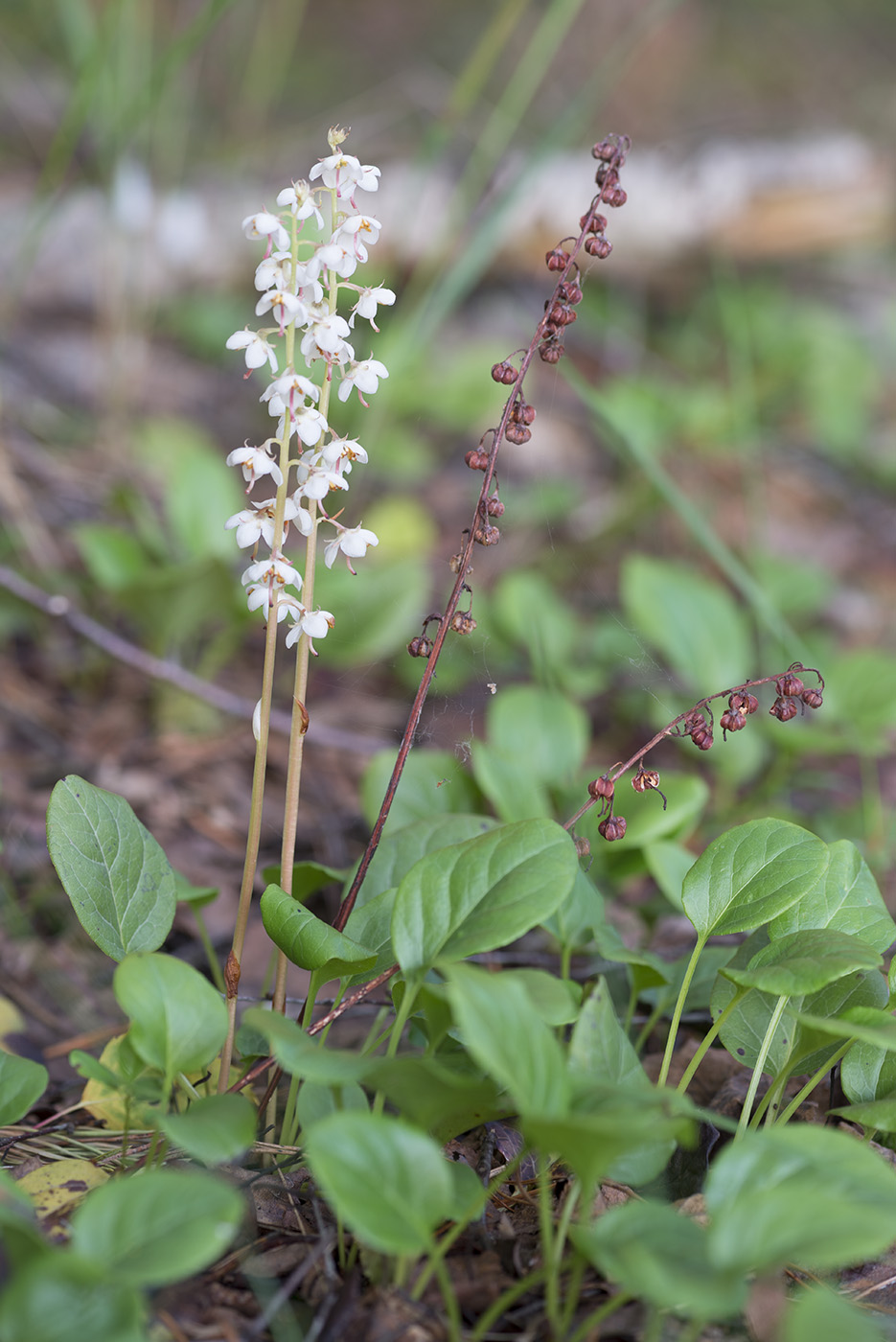 Image of Pyrola rotundifolia specimen.