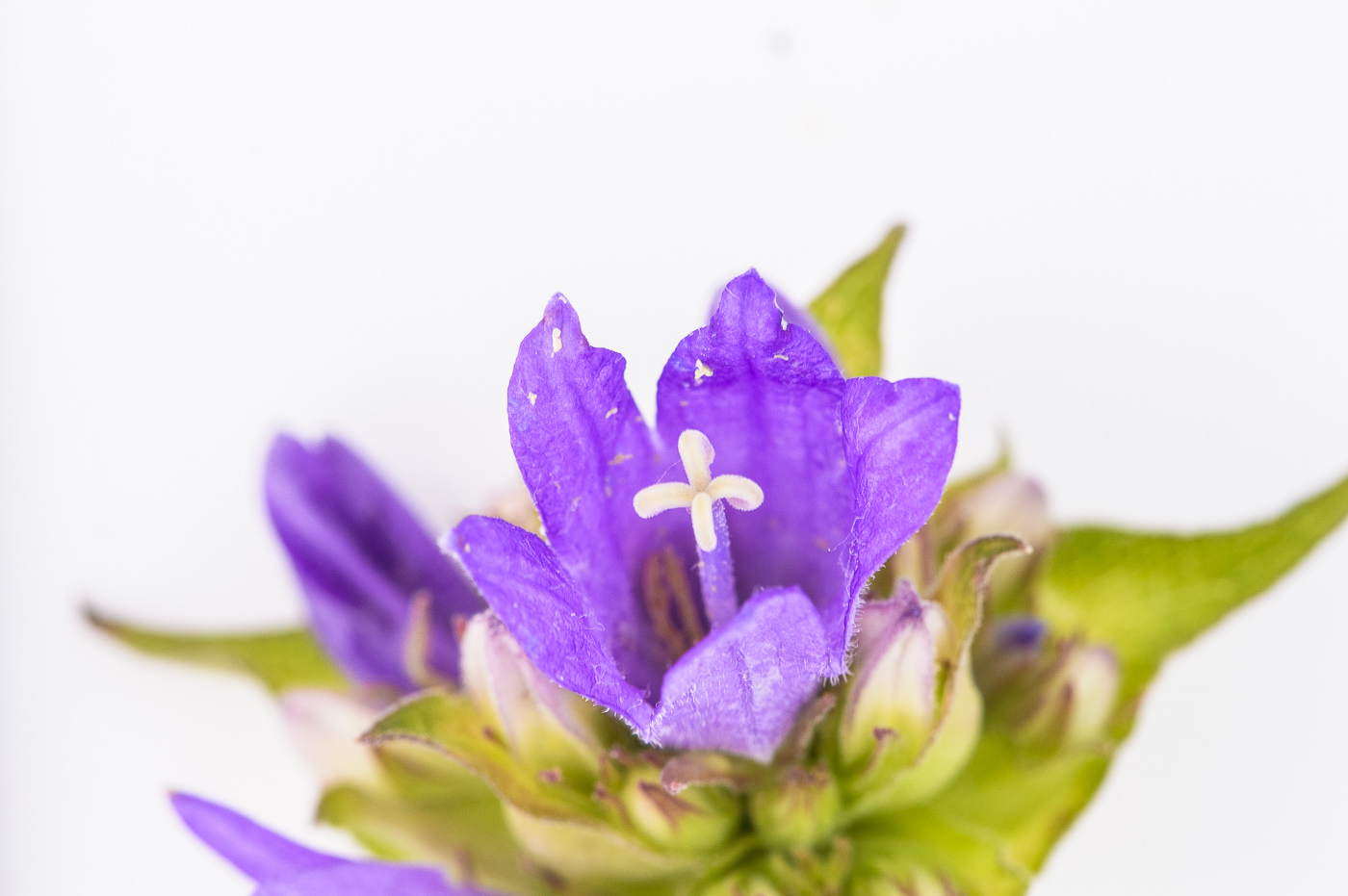 Изображение особи Campanula farinosa.