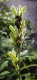 Lupinus × regalis. Соплодие с питающимися улитками. Пермский край, г. Пермь, Свердловский р-н, кладбище \"Южное\", обочина дорожки в тополиной роще. 20.07.2017.