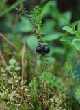 Empetrum nigrum