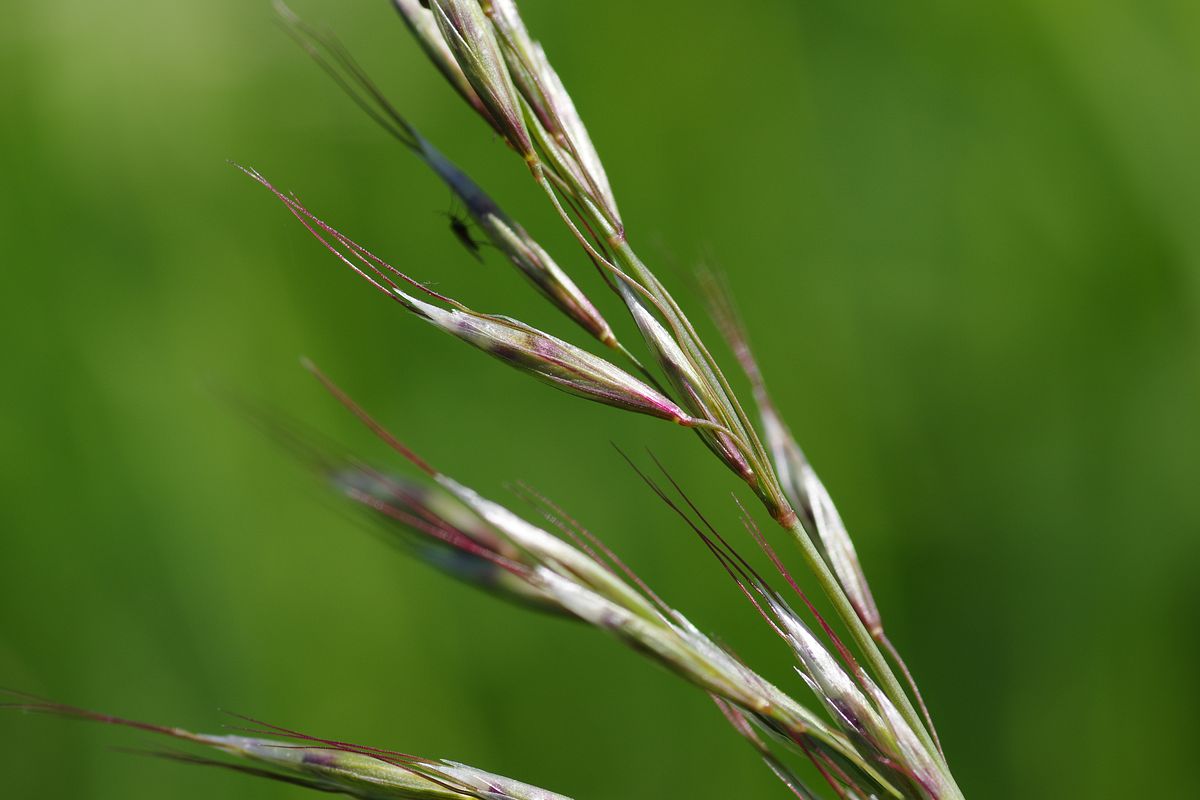 Изображение особи Helictotrichon pubescens.