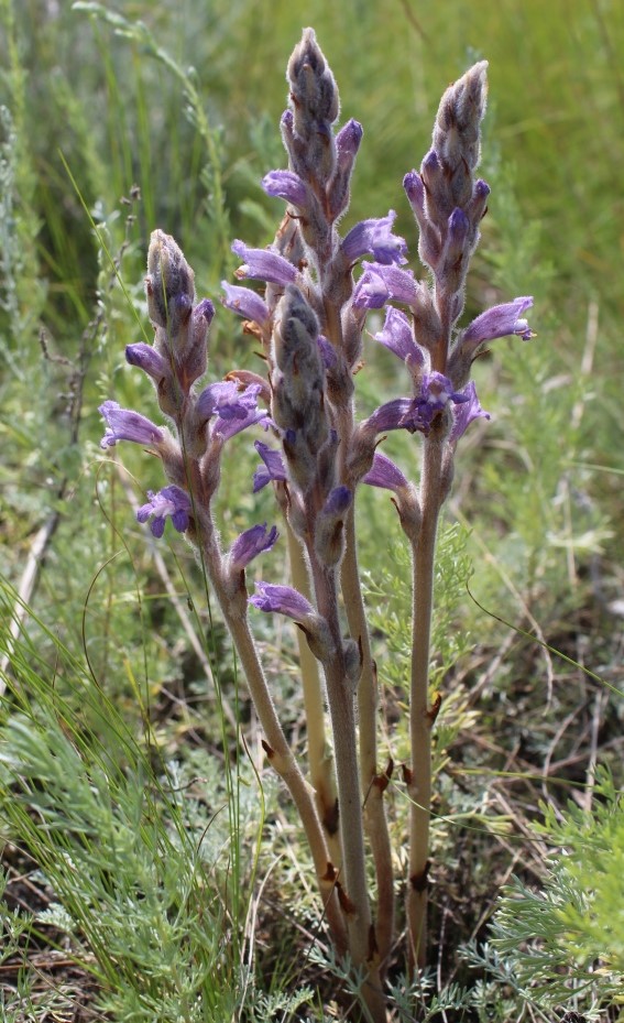 Image of Phelipanche pallens specimen.