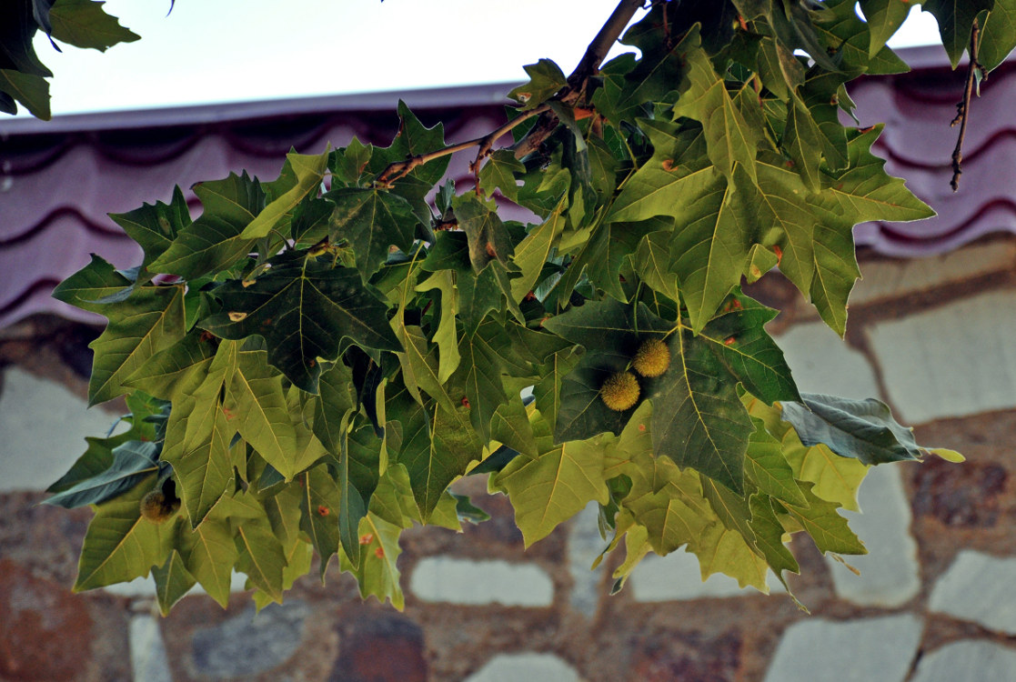 Изображение особи Platanus orientalis.