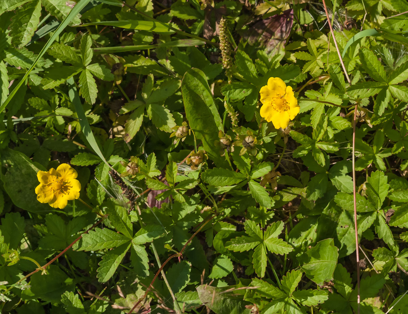 Image of Potentilla reptans specimen.