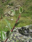 Salix kuznetzowii
