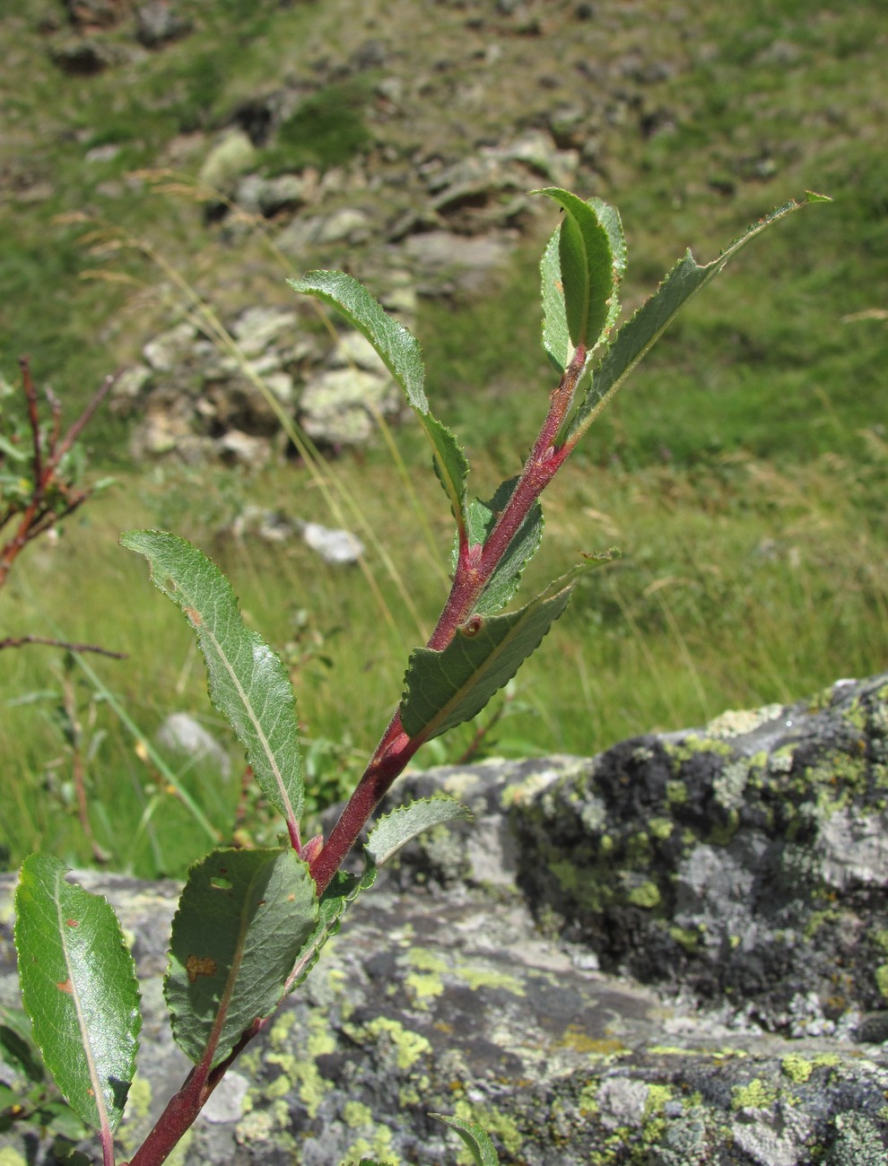 Изображение особи Salix kuznetzowii.