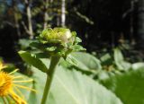 Telekia speciosa. Нераспустившееся соцветие. Марий Эл, г. Йошкар-Ола, Центральный парк, в культуре. 15.09.2017.