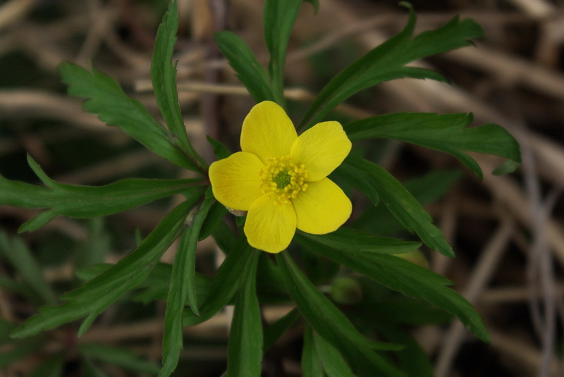 Image of Anemone ranunculoides specimen.