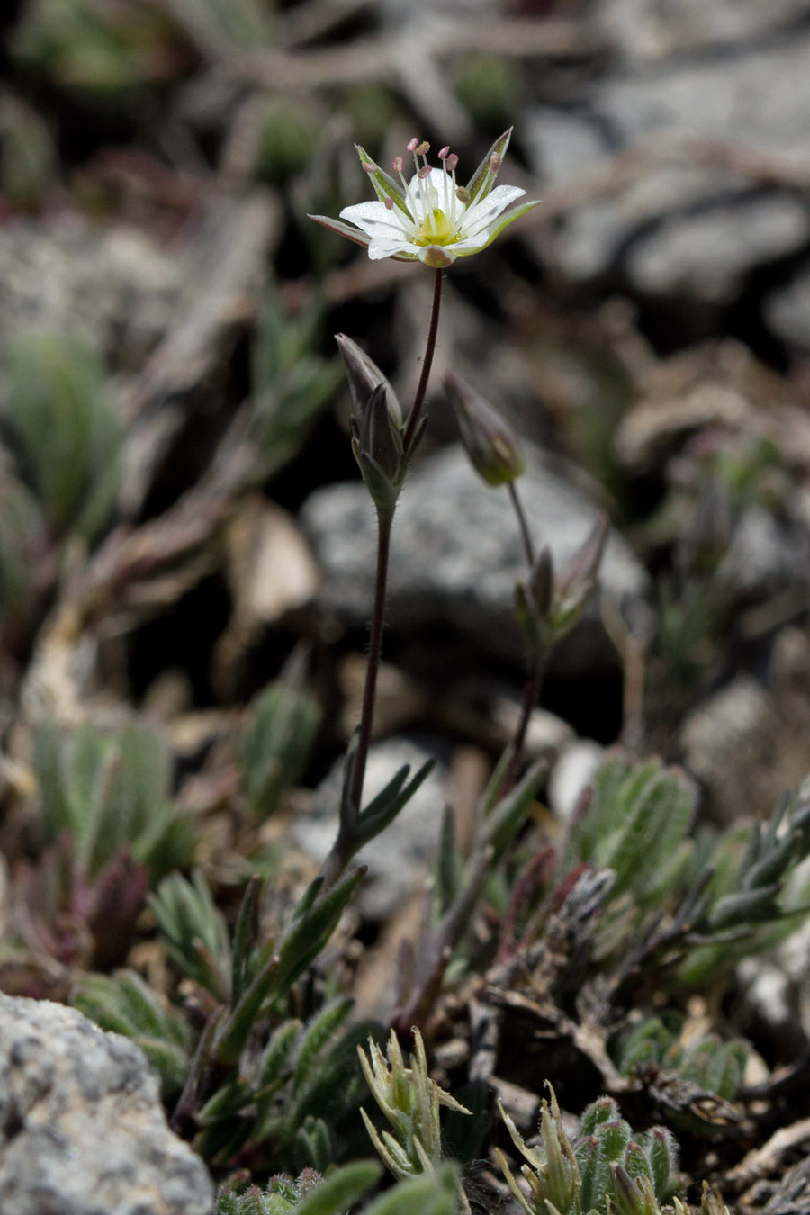 Image of Minuartia attica specimen.