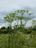 Heracleum sibiricum