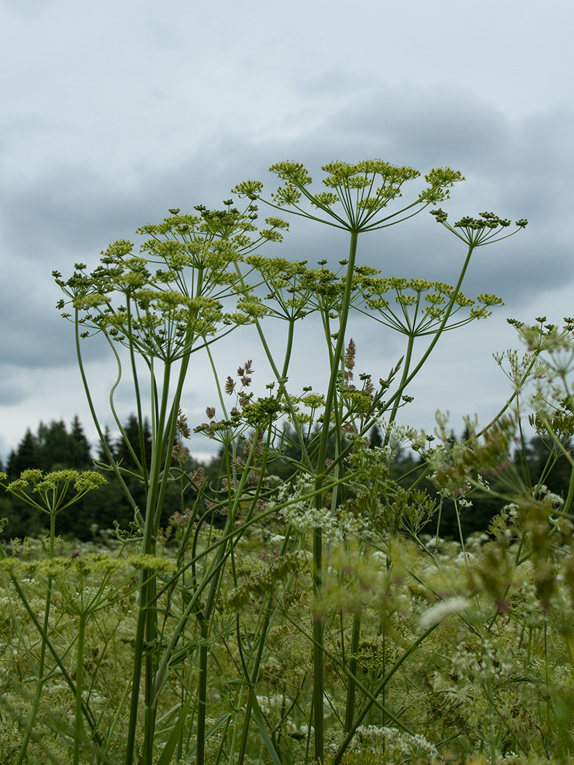 Изображение особи Heracleum sibiricum.