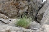 Cylindrocarpa sewerzowii