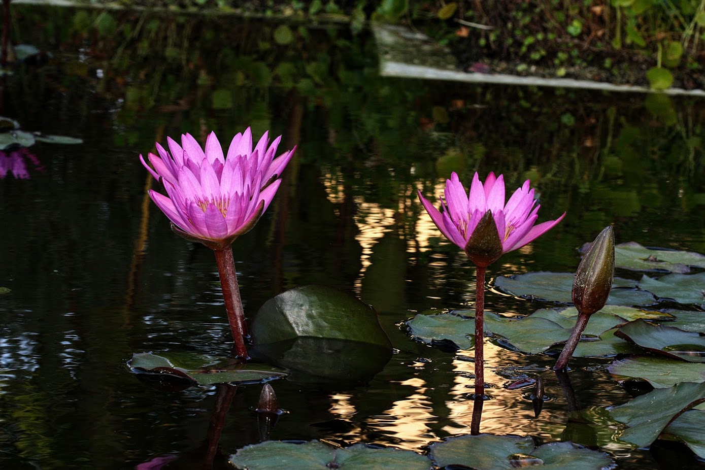 Image of Nymphaea odorata specimen.