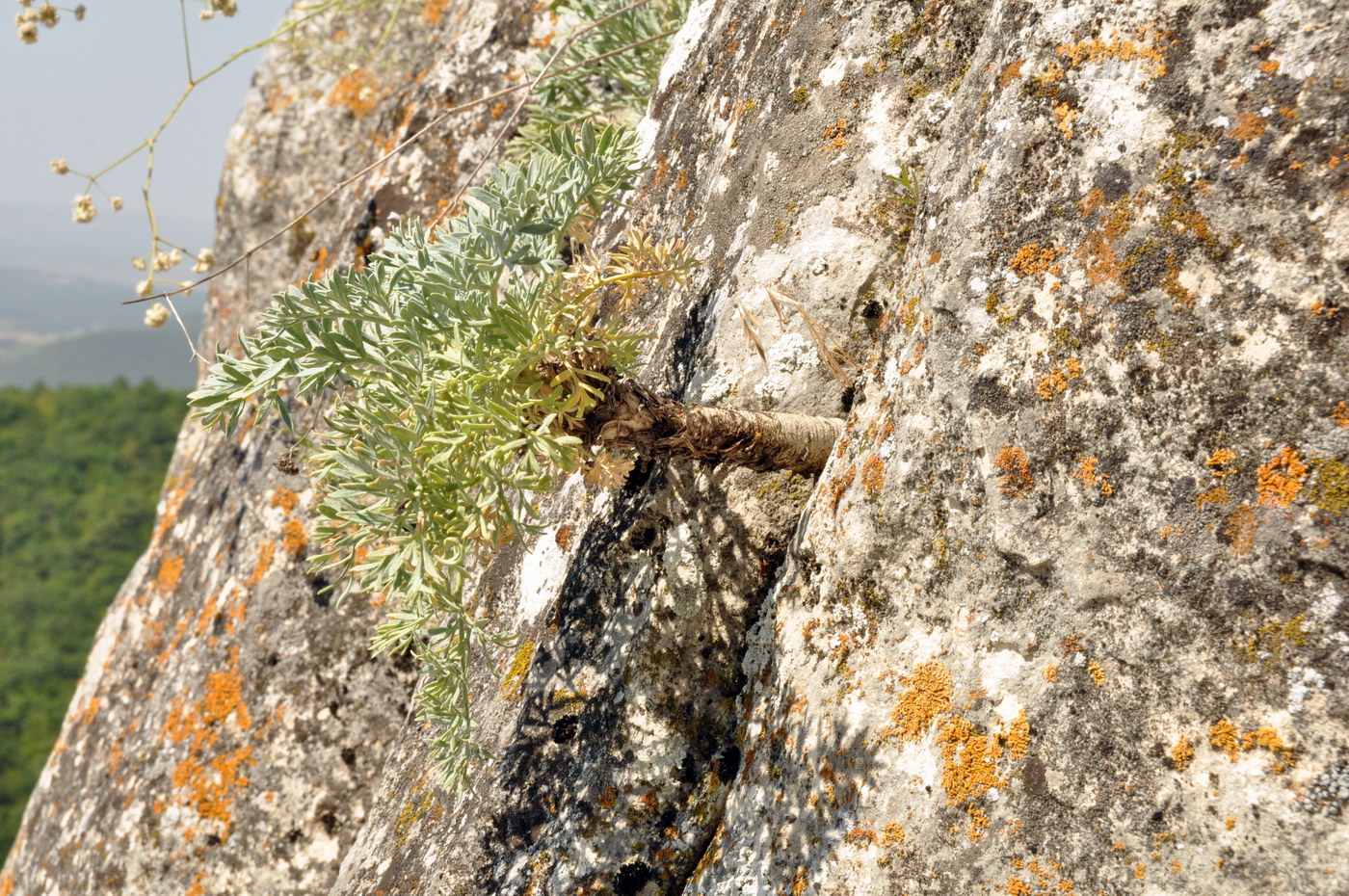 Image of Seseli gummiferum specimen.