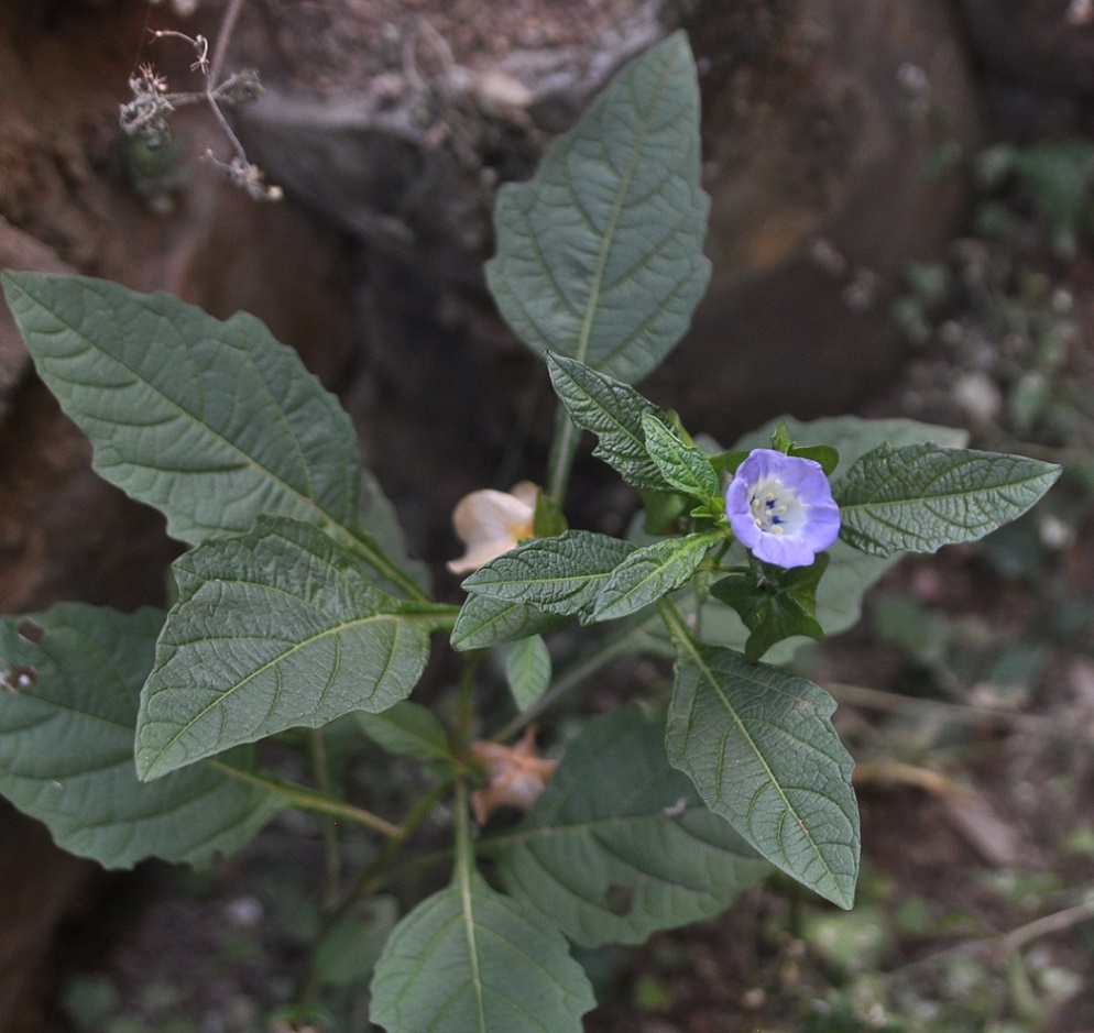 Изображение особи Nicandra physalodes.