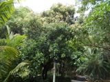 Hernandia moerenhoutiana. Цветущее растение. Австралия, г. Брисбен, ботанический сад. 02.12.2017.