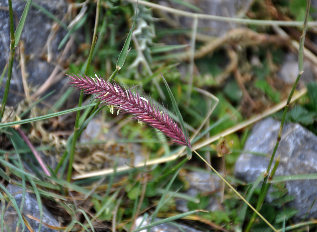 Image of Hordeum turkestanicum specimen.