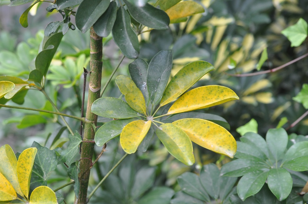 Изображение особи род Schefflera.