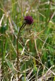 Valeriana capitata