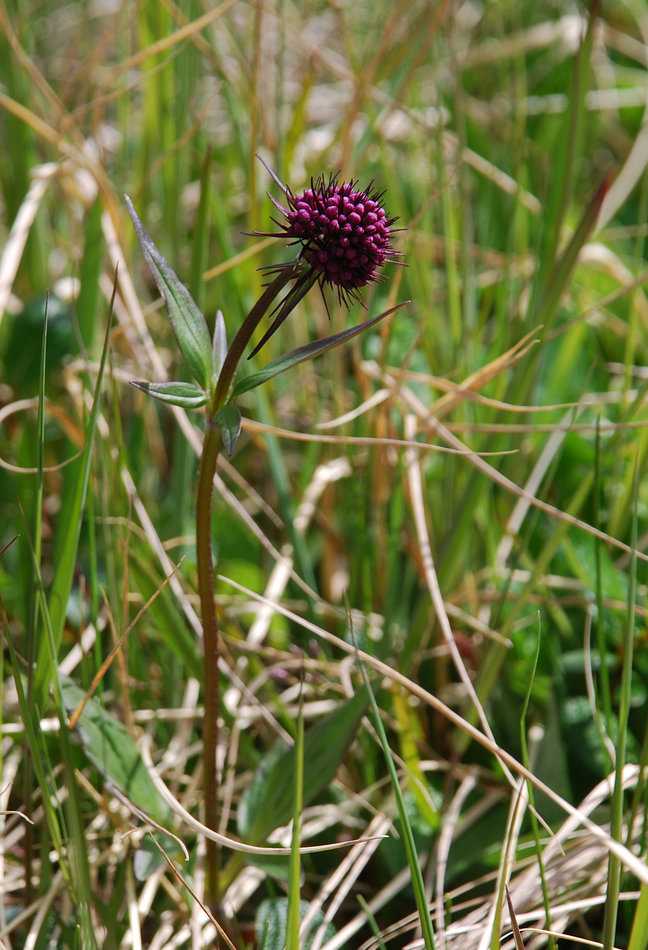 Изображение особи Valeriana capitata.