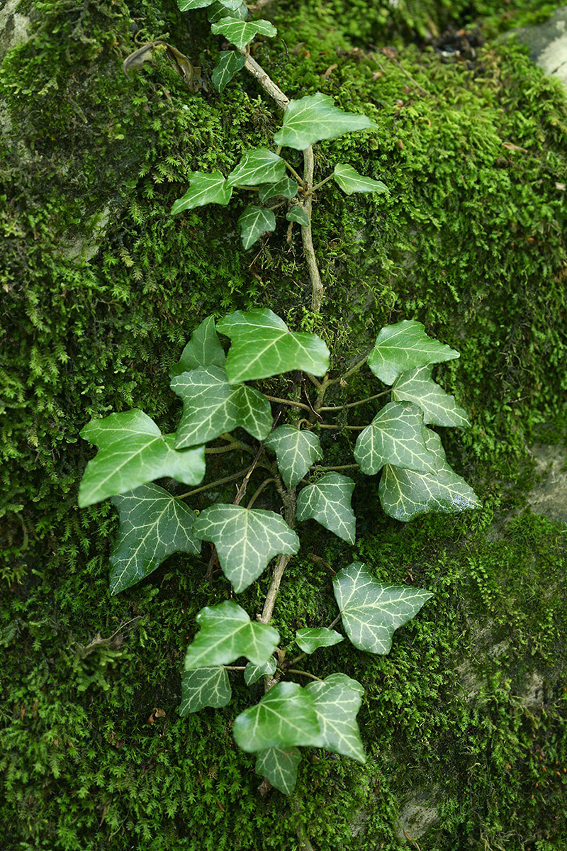 Изображение особи Hedera helix.