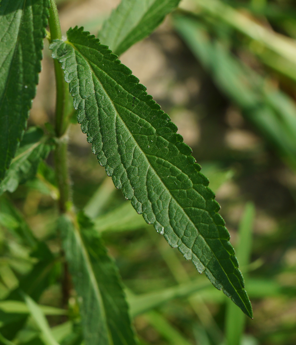 Изображение особи Stachys palustris.