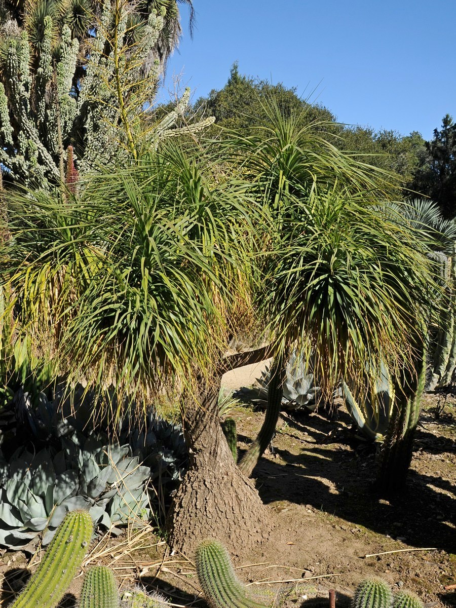 Изображение особи Beaucarnea recurvata.