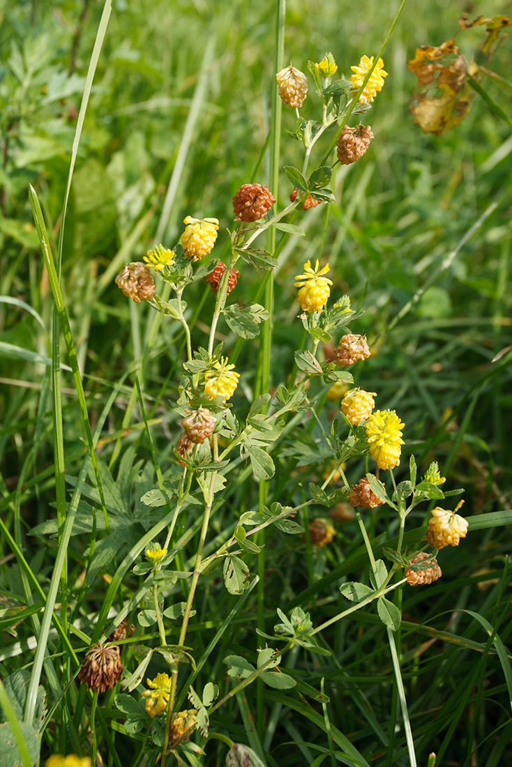 Изображение особи Trifolium aureum.